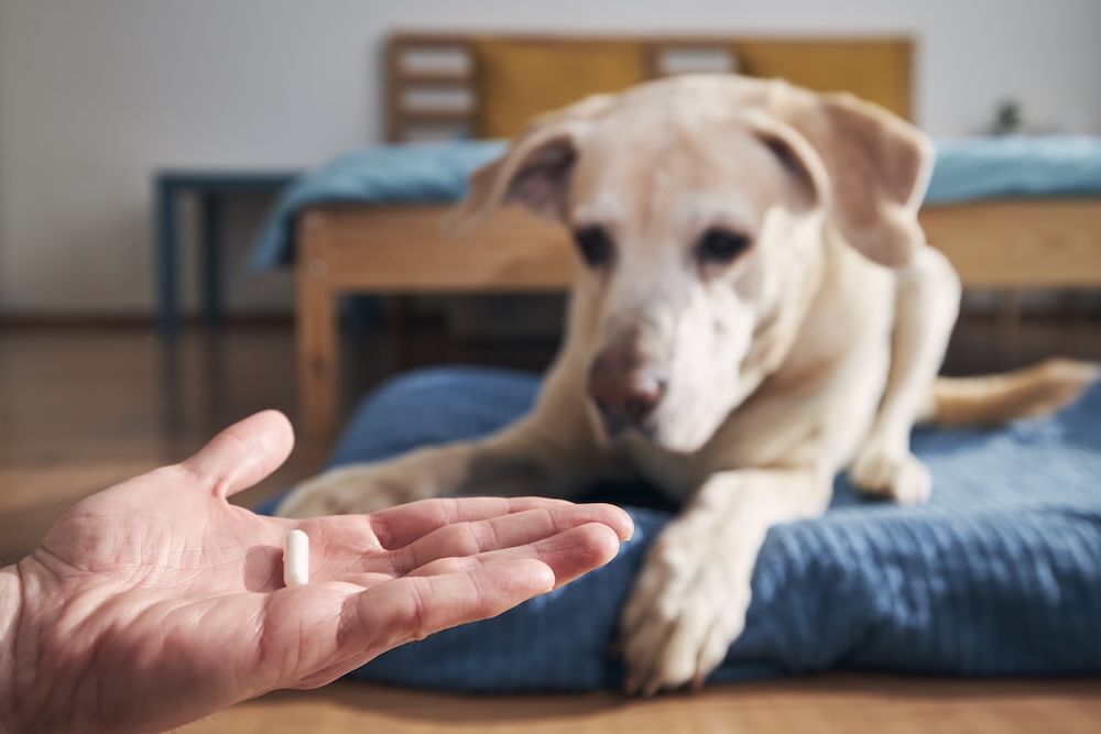 Kompletny przewodnik: Jak bezpiecznie podawać tabletki na odrobaczenie psa?