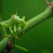 Ile kosztuje patyczak? Ceny i gatunki owadów do zakupu