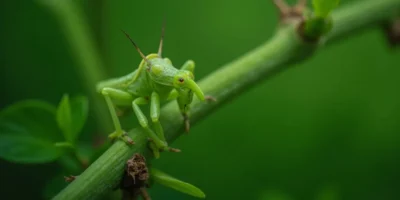 Ile kosztuje patyczak? Ceny i gatunki owadów do zakupu