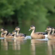 Kaczka biegus – Jak długo żyje i co warto wiedzieć?